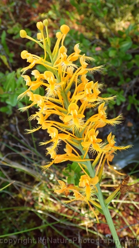 Platanthera-ciliaris-~-orange-fringed-orchid-e