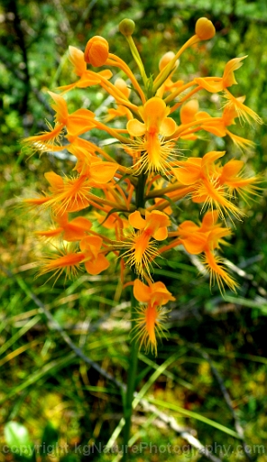 Platanthera-ciliaris-~-orange-fringed-orchid-f