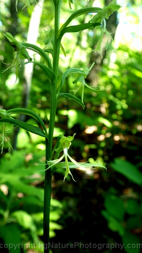 Platanthera-lacera-~-ragged-fringed-orchid-b
