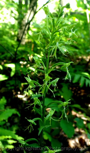 Platanthera-lacera-~-ragged-fringed-orchid-c