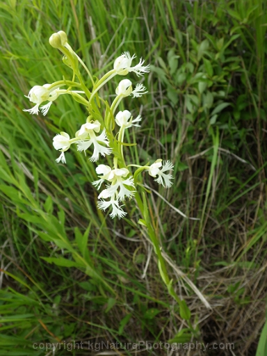 Platanthera-leucophaea-~-prairie-fringed-orchid-b