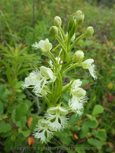 Platanthera-leucophaea-~-prairie-fringed-orchid-c