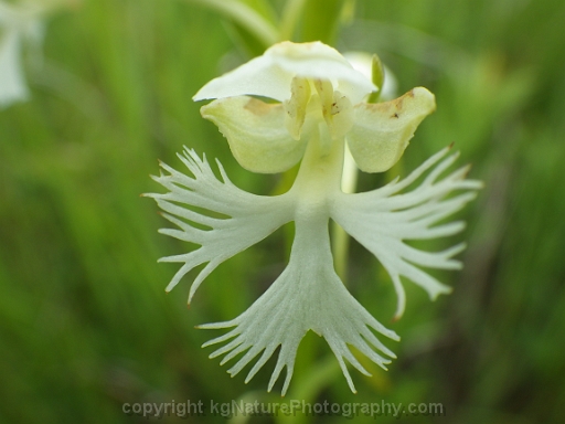 Platanthera-leucophaea-~-prairie-fringed-orchid-d