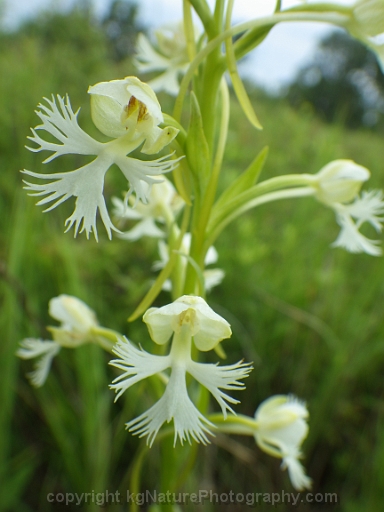 Platanthera-leucophaea-~-prairie-fringed-orchid-f