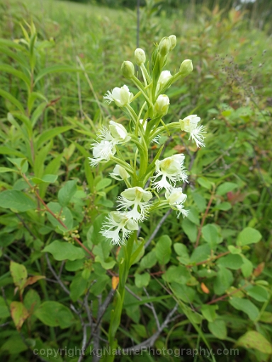 Platanthera-leucophaea-~-prairie-fringed-orchid-g
