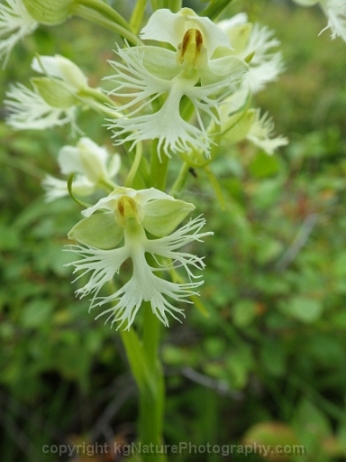 Platanthera-leucophaea-~-prairie-fringed-orchid-h