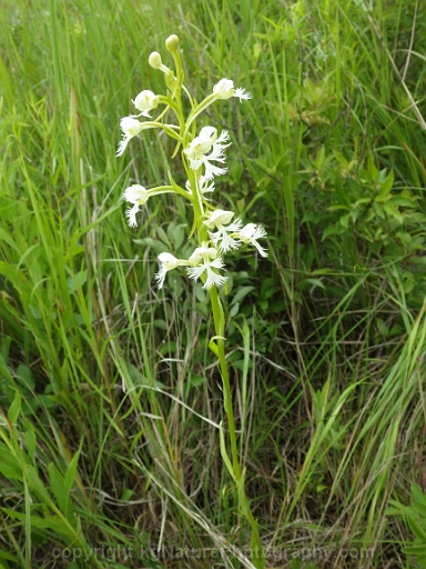 Platanthera-leucophaea-~-prairie-fringed-orchid-i