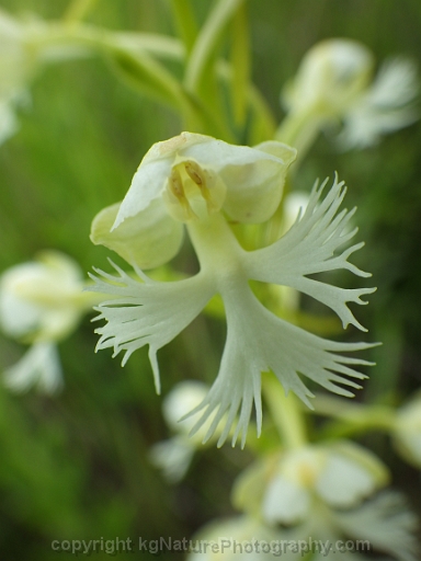 Platanthera-leucophaea-~-prairie-fringed-orchid-j