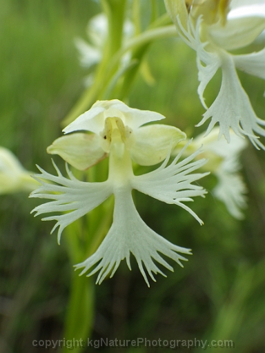 Platanthera-leucophaea-~-prairie-fringed-orchid-k