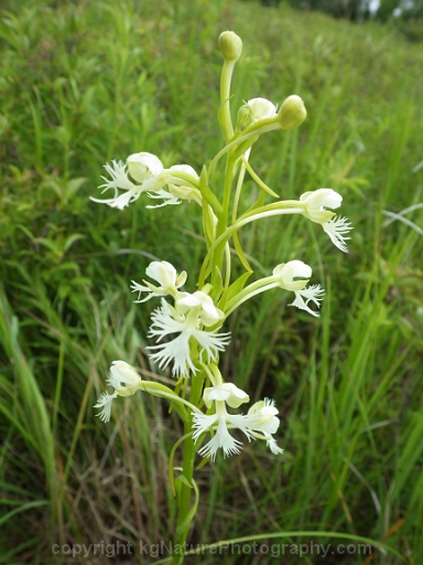 Platanthera-leucophaea-~-prairie-fringed-orchid-l