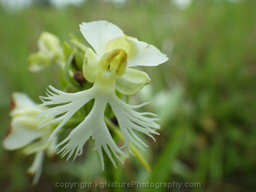 Platanthera-leucophaea-~-prairie-fringed-orchid-m