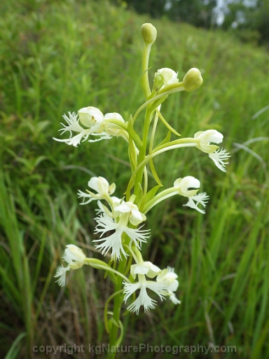 Platanthera-leucophaea-~-prairie-fringed-orchid-n