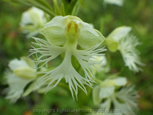 Platanthera-leucophaea-~-prairie-fringed-orchid-o