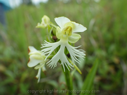 Platanthera-leucophaea-~-prairie-fringed-orchid-p