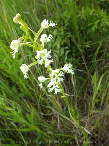 Platanthera-leucophaea-~-prairie-fringed-orchid-q