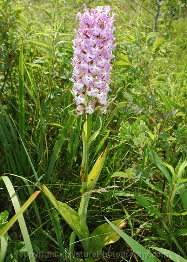 Platanthera-psycodes-~-purple-fringed-orchid-b