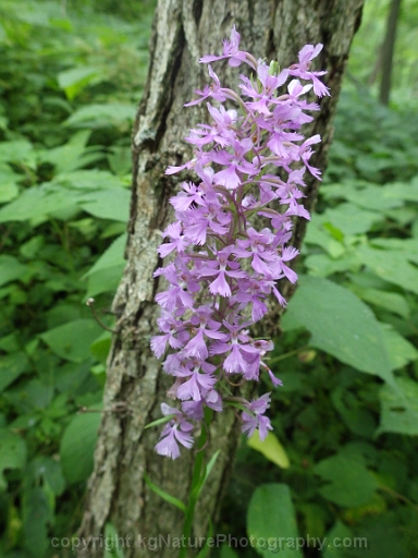 Platanthera-psycodes-~-purple-fringed-orchid-c