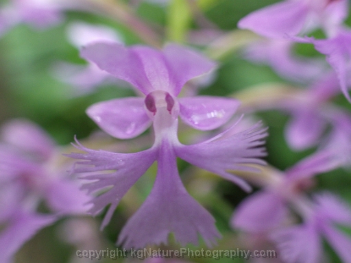 Platanthera-psycodes-~-purple-fringed-orchid-d