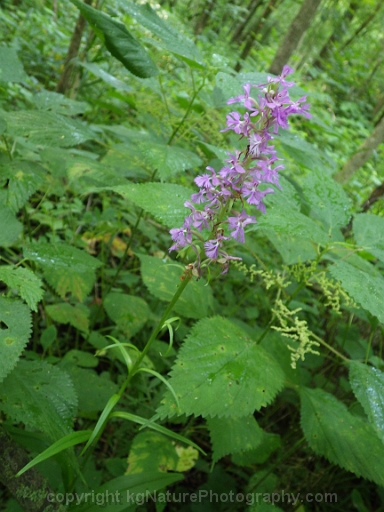 Platanthera-psycodes-~-purple-fringed-orchid-e