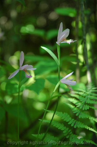 Pogonia-ophioglossoide-~-rose-pogonia-~-snake-mouth-orchid-b