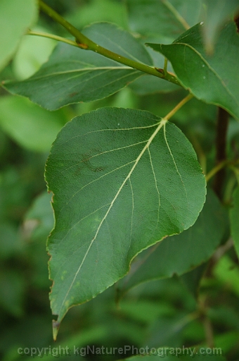 Populus-balsamifera-~-balsam-poplar-b