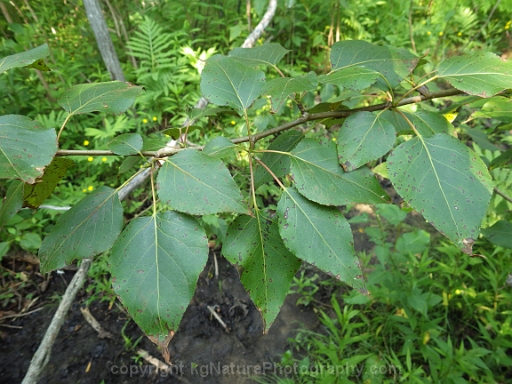 Populus-balsamifera-~-balsam-poplar-d