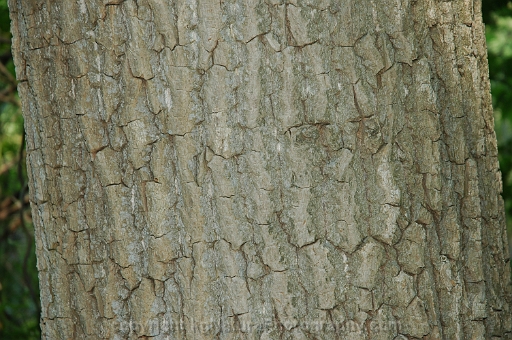Populus-deltoides-~-eastern-cottonwood-b
