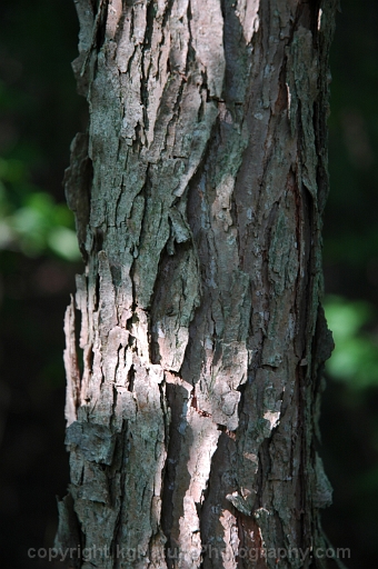 Quercus-bicolor-~-swamp-white-oak-b