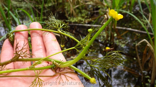 Ranunculus-flabellaris-~-yellow-water-crowfoot-c
