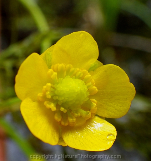 Ranunculus-flabellaris-~-yellow-water-crowfoot-d
