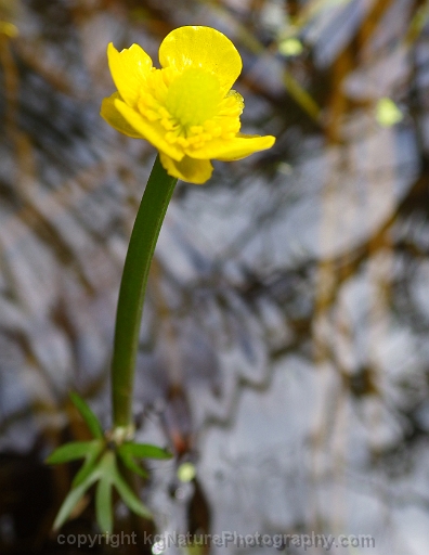 Ranunculus-flabellaris-~-yellow-water-crowfoot-g