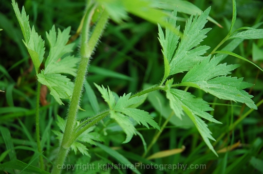 Ranunculus-pensylvanicus-~-Pennsylvania-buttercup-~-bristly-crowfoot-b