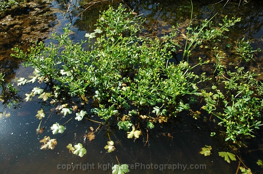 Ranunculus-sceleratus-~-cursed-crowfoot-buttercup-b