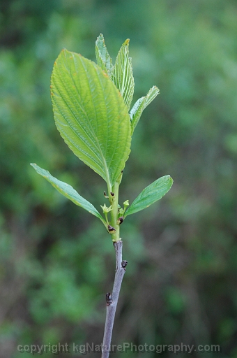 Rhamnus-alnifolia-~-alderleaf-buckthorn-b