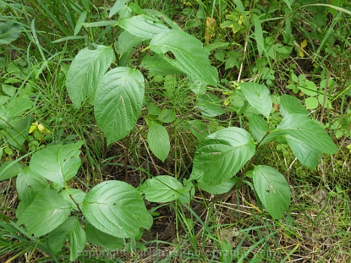 Rhamnus-alnifolia-~-alderleaf-buckthorn-c