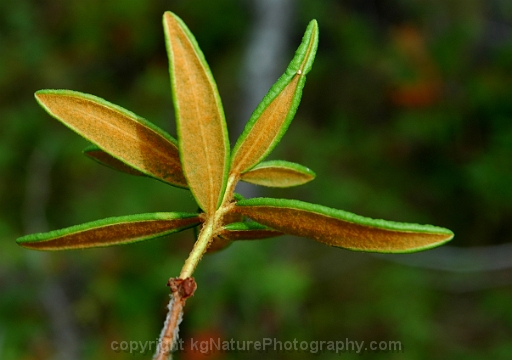 Rhododendron-groenlandicum-~-Labrador-tea-b