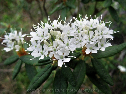 Rhododendron-groenlandicum-~-Labrador-tea-c