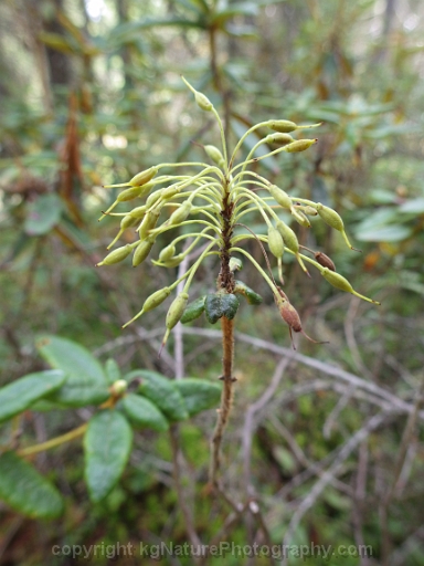Rhododendron-groenlandicum-~-Labrador-tea-d