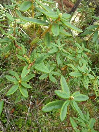 Rhododendron-groenlandicum-~-Labrador-tea-e