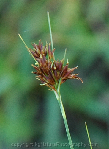 Rhynchospora-capitellata-~-brownish-beak-rush-b