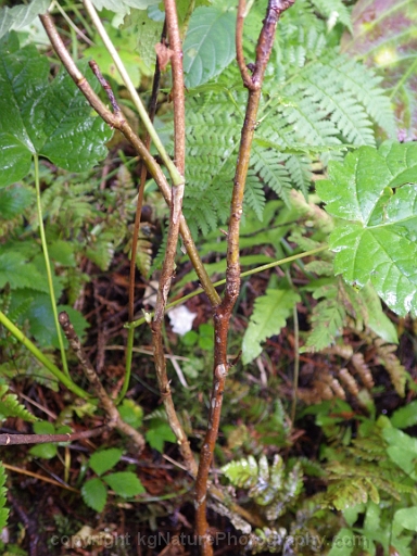 Ribes-hudsonianum-~-northern-black-currant-b