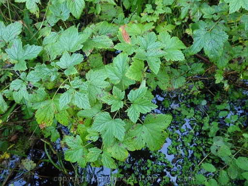Ribes-hudsonianum-~-northern-black-currant-e