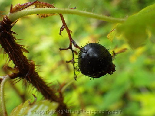 Ribes-lacustre-~-swamp-black-currant-b