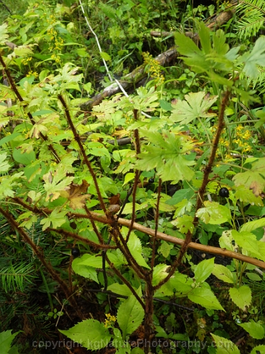 Ribes-lacustre-~-swamp-black-currant-f