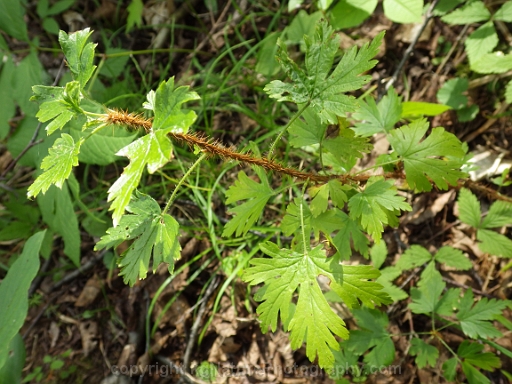 Ribes-lacustre-~-swamp-black-currant-h