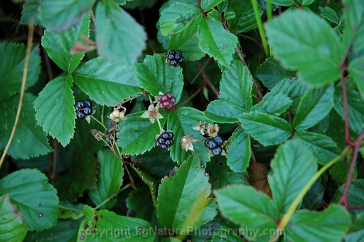 Rubus-hispidus-~-swamp-dewberry-b