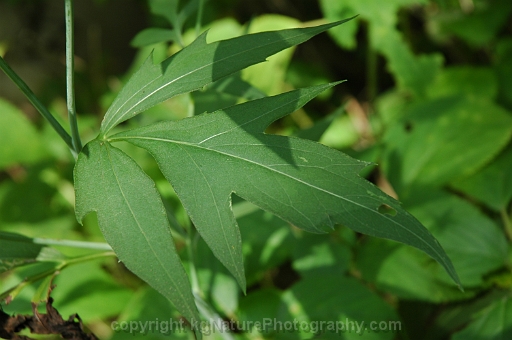 Rudbeckia-laciniata-~-cut-leaved-coneflower-b
