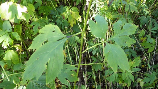 Rudbeckia-laciniata-~-cut-leaved-coneflower-d