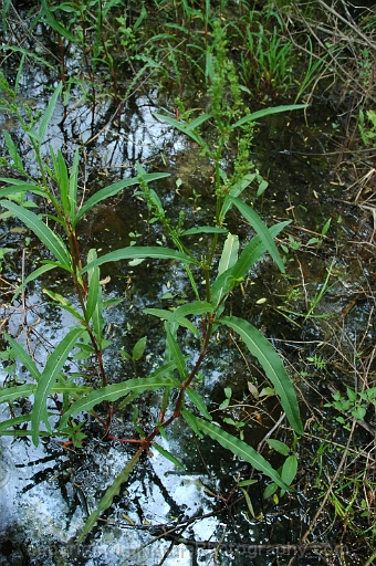 Rumex-verticillatus-~-swamp-dock-b