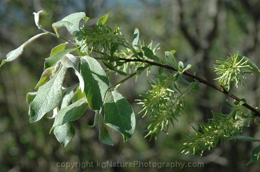 Salix-bebbiana-~-Bebbs-willow-c